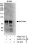 Brain Enriched Guanylate Kinase Associated antibody, A302-792A, Bethyl Labs, Immunoprecipitation image 