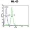 Carnitine O-palmitoyltransferase 1, brain isoform antibody, abx026275, Abbexa, Western Blot image 