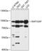 Rap1 GTPase-activating protein 1 antibody, 13-708, ProSci, Western Blot image 