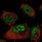 Small Nuclear Ribonucleoprotein U1 Subunit 70 antibody, NBP2-37896, Novus Biologicals, Immunofluorescence image 