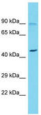 Mitoguardin 1 antibody, TA331522, Origene, Western Blot image 