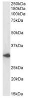 Atypical Chemokine Receptor 1 (Duffy Blood Group) antibody, NBP2-75197, Novus Biologicals, Western Blot image 