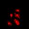 Akt antibody, orb213539, Biorbyt, Immunofluorescence image 