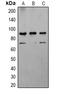 Calnexin antibody, LS-B16506, Lifespan Biosciences, Western Blot image 