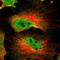 DAZ-associated protein 1 antibody, HPA004201, Atlas Antibodies, Immunofluorescence image 