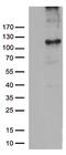 RB Transcriptional Corepressor 1 antibody, CF805640, Origene, Western Blot image 