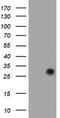 B-cell lymphoma/leukemia 10 antibody, TA800518S, Origene, Western Blot image 