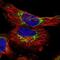 Translocase Of Inner Mitochondrial Membrane 23 antibody, PA5-56733, Invitrogen Antibodies, Immunofluorescence image 
