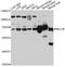 Negative elongation factor B antibody, abx126231, Abbexa, Western Blot image 
