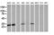 Mitochondrial Ribosomal Protein S34 antibody, M14945, Boster Biological Technology, Western Blot image 