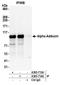 Adducin 1 antibody, A303-713A, Bethyl Labs, Immunoprecipitation image 
