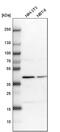 Proteasome 26S Subunit, Non-ATPase 13 antibody, PA5-58497, Invitrogen Antibodies, Western Blot image 