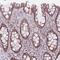 Dachsous Cadherin-Related 1 antibody, HPA050246, Atlas Antibodies, Immunohistochemistry frozen image 
