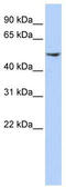 p50 dynamitin antibody, TA344337, Origene, Western Blot image 