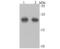 Peroxiredoxin 2 antibody, NBP2-75613, Novus Biologicals, Western Blot image 