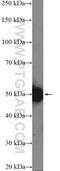 RNA Binding Motif Protein, Y-Linked, Family 1, Member A1 antibody, 14239-1-AP, Proteintech Group, Western Blot image 