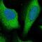 Rho GTPase Activating Protein 27 antibody, NBP2-55668, Novus Biologicals, Immunofluorescence image 