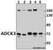 Coenzyme Q8A antibody, A32273, Boster Biological Technology, Western Blot image 