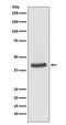 JunB Proto-Oncogene, AP-1 Transcription Factor Subunit antibody, M01825, Boster Biological Technology, Western Blot image 