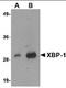 X-Box Binding Protein 1 antibody, orb88714, Biorbyt, Western Blot image 