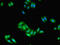 Fc Fragment Of IgE Receptor Ig antibody, LS-C317740, Lifespan Biosciences, Immunofluorescence image 