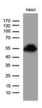 CD14 antibody, TA811528, Origene, Western Blot image 