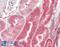 Von Hippel-Lindau Tumor Suppressor antibody, 45-170, ProSci, Western Blot image 