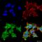 alpha A Crystallin antibody, SMC-142B-FITC, StressMarq, Immunofluorescence image 