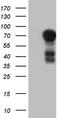 Mesothelin antibody, TA805129, Origene, Western Blot image 