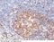 BLNK antibody, 12706-RP02, Sino Biological, Immunohistochemistry frozen image 
