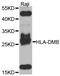 HLA class II histocompatibility antigen, DM beta chain antibody, STJ110682, St John