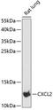 HSF antibody, 14-555, ProSci, Western Blot image 
