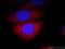 G Protein Subunit Alpha I3 antibody, 11641-1-AP, Proteintech Group, Immunofluorescence image 