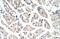 IRP1 antibody, ARP40390_P050, Aviva Systems Biology, Immunohistochemistry frozen image 