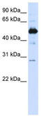 Reticulophagy Regulator 1 antibody, TA336021, Origene, Western Blot image 