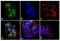 Integrin Subunit Beta 1 antibody, GTX25189, GeneTex, Immunocytochemistry image 