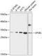 SplA/Ryanodine Receptor Domain And SOCS Box Containing 1 antibody, 15-249, ProSci, Western Blot image 