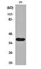 Matrix Metallopeptidase 23B antibody, orb159390, Biorbyt, Western Blot image 