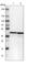UBX Domain Protein 1 antibody, HPA012669, Atlas Antibodies, Western Blot image 