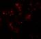 Tweety Family Member 2 antibody, A11764, Boster Biological Technology, Immunofluorescence image 