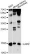 Leukocyte Associated Immunoglobulin Like Receptor 2 antibody, LS-C749378, Lifespan Biosciences, Western Blot image 