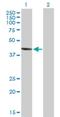 RRAD And GEM Like GTPase 2 antibody, H00161253-B01P, Novus Biologicals, Western Blot image 