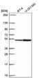 Family With Sequence Similarity 81 Member A antibody, NBP2-56437, Novus Biologicals, Western Blot image 