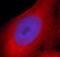 Superoxide Dismutase 2 antibody, FNab08104, FineTest, Immunofluorescence image 
