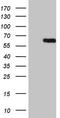 Centrosomal Protein 63 antibody, LS-C798671, Lifespan Biosciences, Western Blot image 