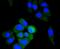 Aldehyde Dehydrogenase 2 Family Member antibody, NBP2-67132, Novus Biologicals, Immunofluorescence image 