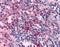 Histamine Receptor H4 antibody, NLS1901, Novus Biologicals, Immunohistochemistry frozen image 