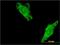 RAS Like Proto-Oncogene A antibody, H00005898-M01, Novus Biologicals, Immunofluorescence image 