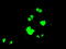 Protein phosphatase 1 regulatory subunit 7 antibody, TA500614, Origene, Immunofluorescence image 