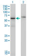 Cleavage Stimulation Factor Subunit 2 antibody, LS-C133141, Lifespan Biosciences, Western Blot image 